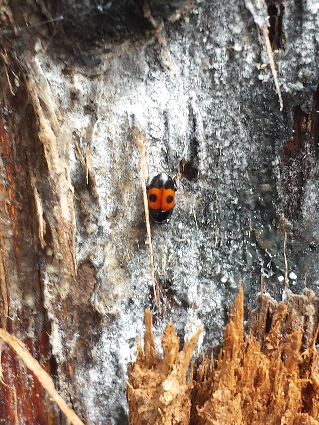 Sap beetle